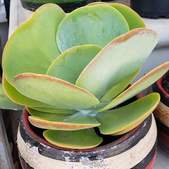 Meet your Posher, Maia - Picture 1 of 1